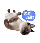 シャム猫レイくん（個別スタンプ：36）