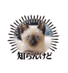 シャム猫レイくん（個別スタンプ：38）
