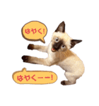 シャム猫レイくん（個別スタンプ：40）