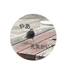 写真の鳩2（個別スタンプ：1）