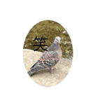 写真の鳩2（個別スタンプ：2）