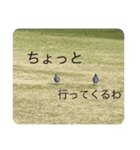 写真の鳩2（個別スタンプ：3）