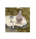 写真の鳩2（個別スタンプ：4）