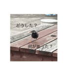 写真の鳩2（個別スタンプ：5）