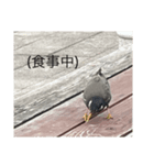 写真の鳩2（個別スタンプ：6）