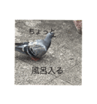 写真の鳩2（個別スタンプ：7）