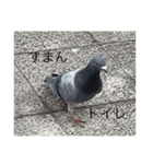 写真の鳩2（個別スタンプ：8）