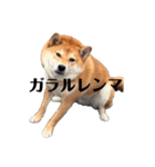 シンカンのいまひとつ使えないシリーズ（個別スタンプ：1）