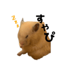 キンクマハムスター⭐︎ぐら（個別スタンプ：5）