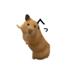 キンクマハムスター⭐︎ぐら（個別スタンプ：8）