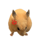 キンクマハムスター⭐︎ぐら（個別スタンプ：11）
