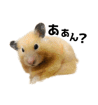 キンクマハムスター⭐︎ぐら（個別スタンプ：12）