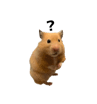 キンクマハムスター⭐︎ぐら（個別スタンプ：14）