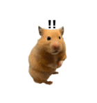 キンクマハムスター⭐︎ぐら（個別スタンプ：15）