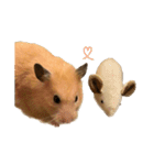 キンクマハムスター⭐︎ぐら（個別スタンプ：16）