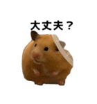 キンクマハムスター⭐︎ぐら（個別スタンプ：17）