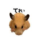 キンクマハムスター⭐︎ぐら（個別スタンプ：19）