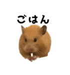 キンクマハムスター⭐︎ぐら（個別スタンプ：20）
