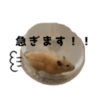 キンクマハムスター⭐︎ぐら（個別スタンプ：22）