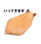 キンクマハムスター⭐︎ぐら（個別スタンプ：29）