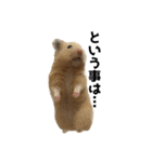 キンクマハムスター⭐︎ぐら（個別スタンプ：31）