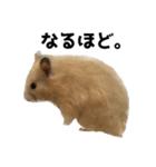 キンクマハムスター⭐︎ぐら（個別スタンプ：32）