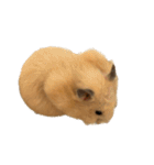 キンクマハムスター⭐︎ぐら（個別スタンプ：37）