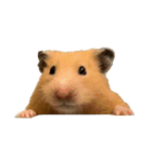 キンクマハムスター⭐︎ぐら（個別スタンプ：40）