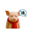 キュートなブタさん リアル3（個別スタンプ：2）