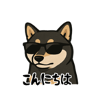 クールな柴犬（個別スタンプ：1）