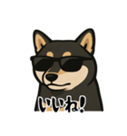 クールな柴犬（個別スタンプ：2）