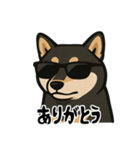 クールな柴犬（個別スタンプ：3）
