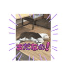 ガブガブアクア（個別スタンプ：13）