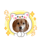 チロル＆チョコ 13（個別スタンプ：2）