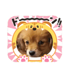チロル＆チョコ 13（個別スタンプ：3）