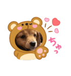 チロル＆チョコ 13（個別スタンプ：5）