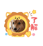 チロル＆チョコ 13（個別スタンプ：6）