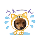 チロル＆チョコ 13（個別スタンプ：12）
