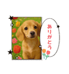 チロル＆チョコ 13（個別スタンプ：31）