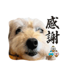 あんず•ザ•スタンプ（個別スタンプ：2）