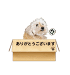 あんず•ザ•スタンプ（個別スタンプ：3）