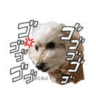 あんず•ザ•スタンプ（個別スタンプ：6）