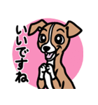 【レッド】1年中使える♡パピーイタグレ（個別スタンプ：13）