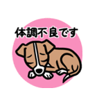 【レッド】1年中使える♡パピーイタグレ（個別スタンプ：20）