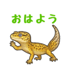 レオパ❤大好き日常のスタンプ（個別スタンプ：1）