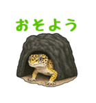レオパ❤大好き日常のスタンプ（個別スタンプ：3）