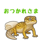 レオパ❤大好き日常のスタンプ（個別スタンプ：4）