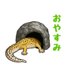 レオパ❤大好き日常のスタンプ（個別スタンプ：5）
