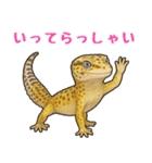 レオパ❤大好き日常のスタンプ（個別スタンプ：7）