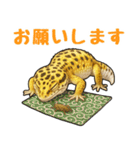 レオパ❤大好き日常のスタンプ（個別スタンプ：11）